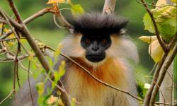 capped langur